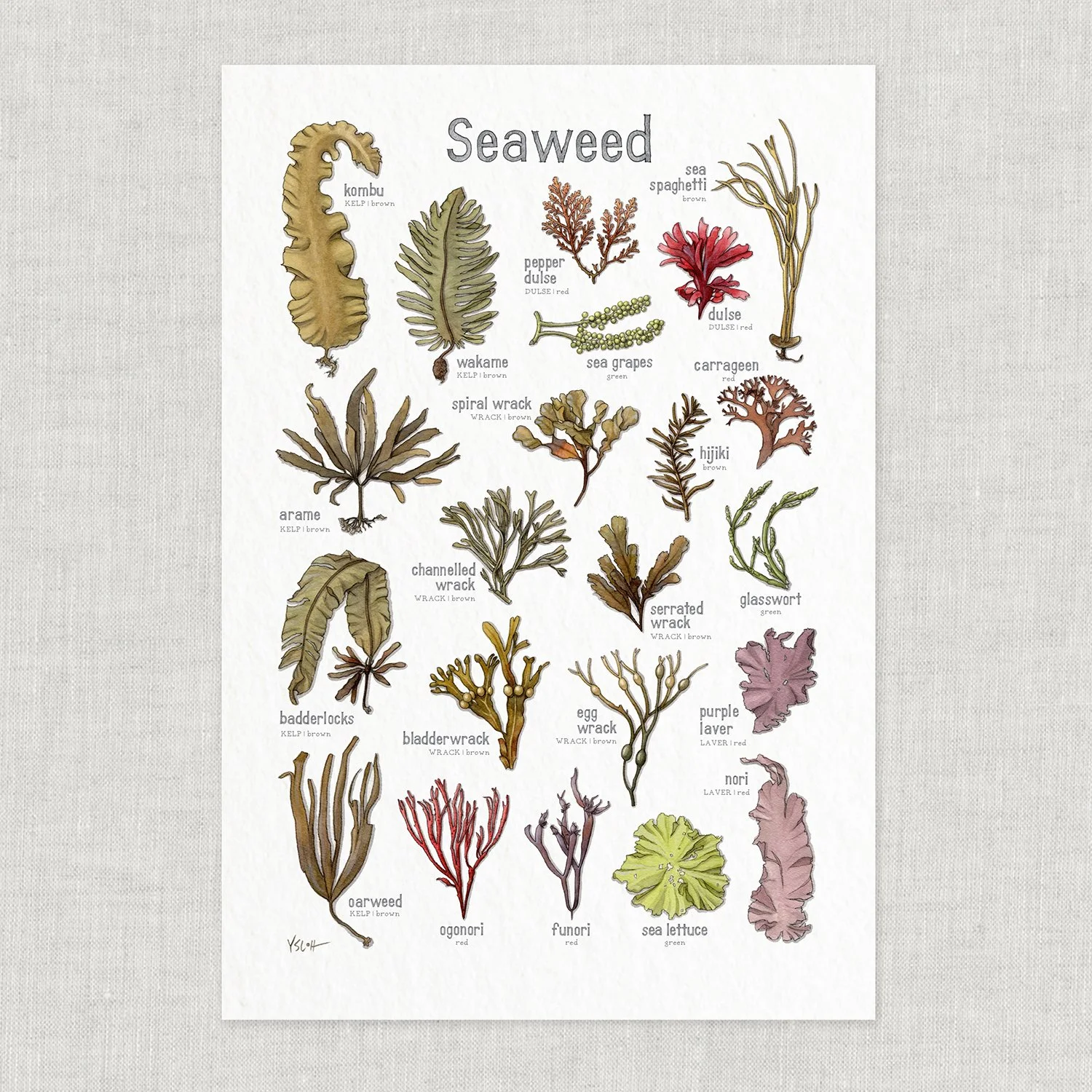 Seaweed | 13